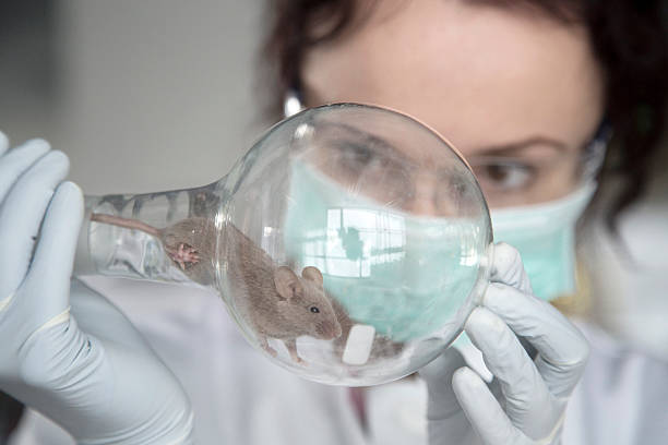 LymeCure Research Update: Moving Toward Mouse Model Evaluation