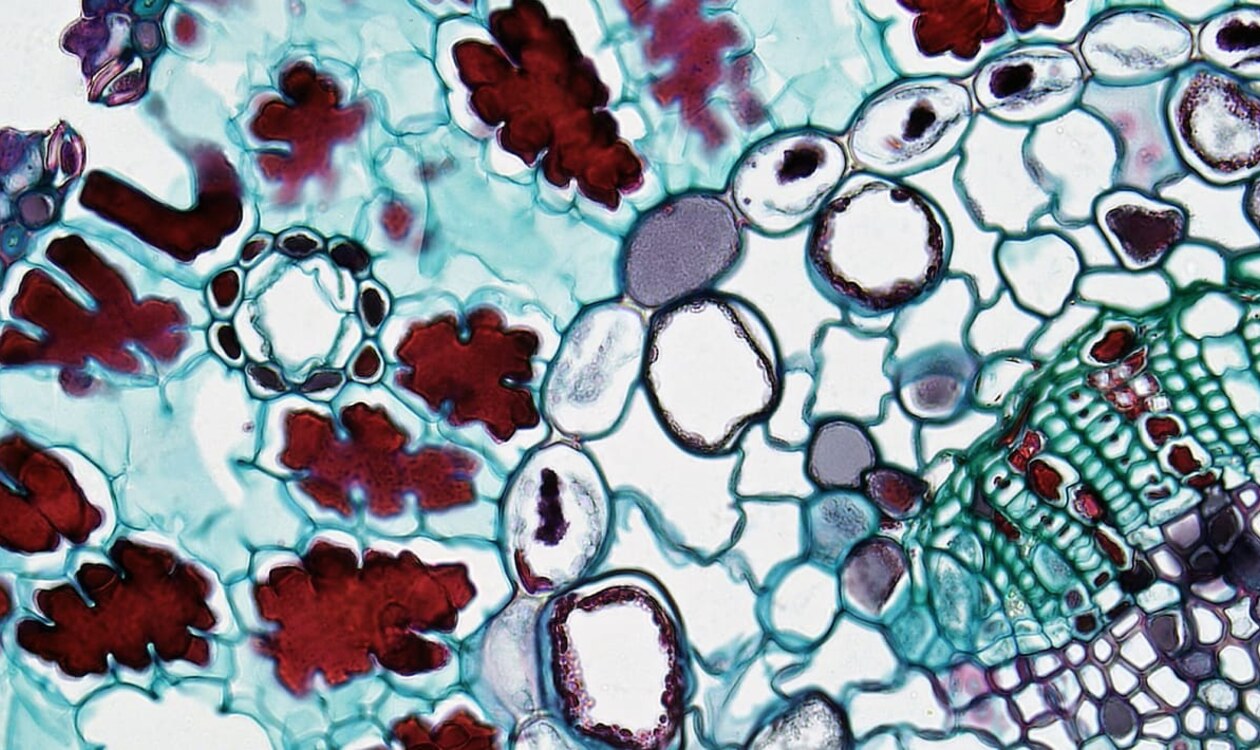 The Biology of Electrical Signaling